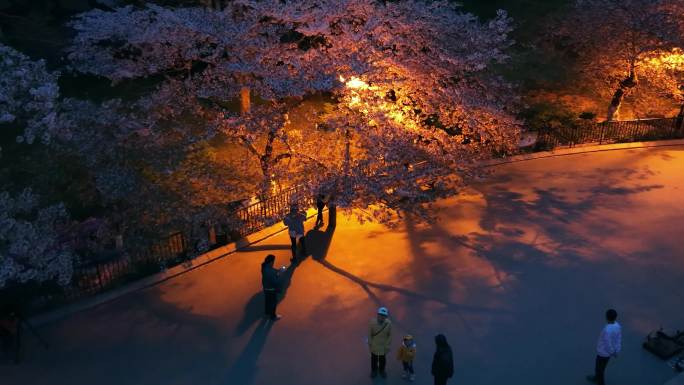 青岛中山公园樱花夜景