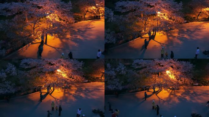 青岛中山公园樱花夜景