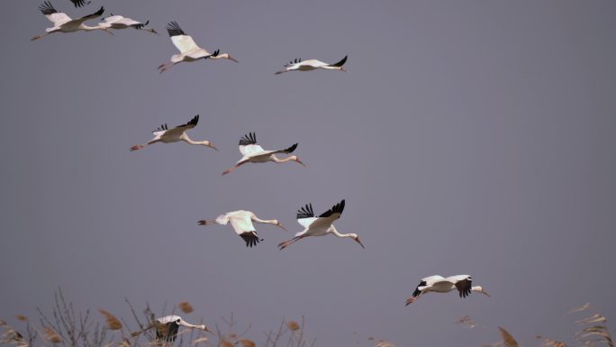 成群的白鹤在空中飞翔
