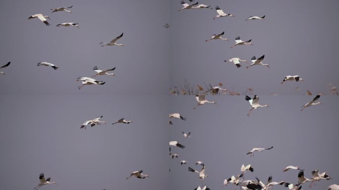 成群的白鹤在空中飞翔