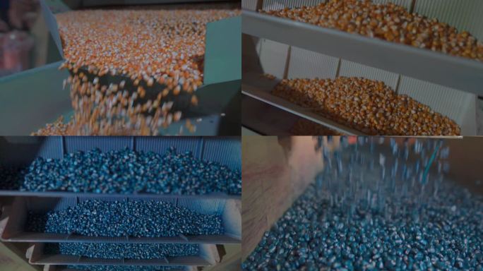 实拍视频 玉米包衣 蓝色包衣剂 包衣过程