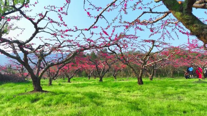 桃花