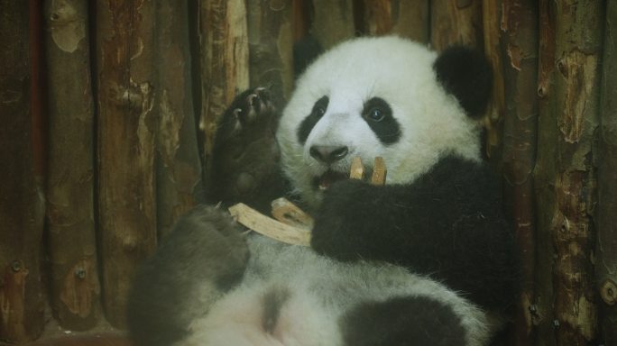 国宝大熊猫幼崽玩玩具特写