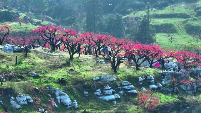 桃花山