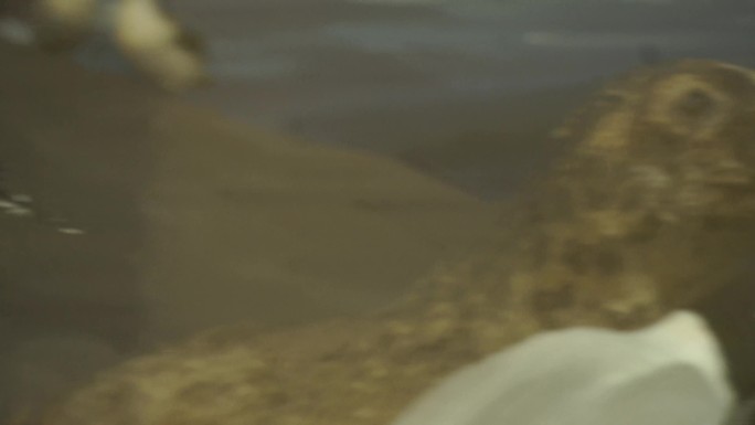 【镜头合集】海狮海豹海狗标本模型