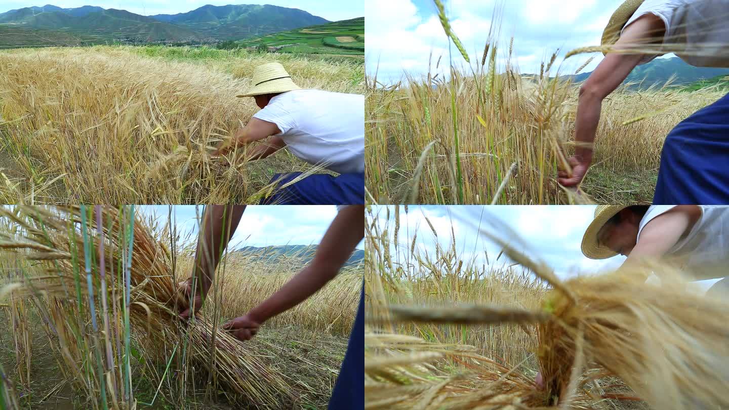麦地里收割小麦