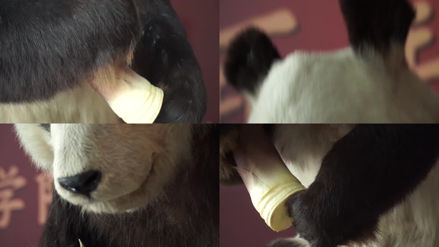 【镜头合集】动物标本大熊猫国宝 (2)