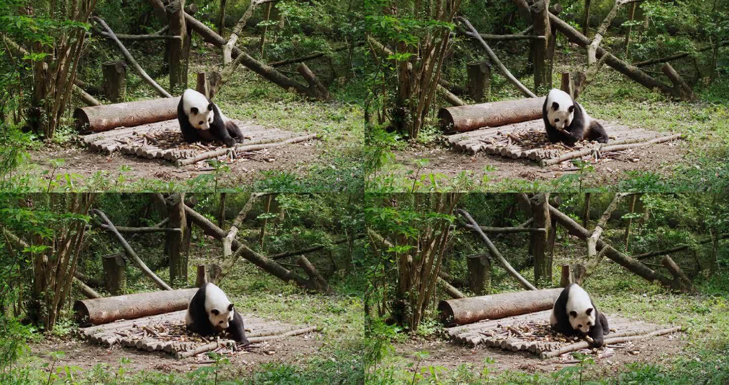 国宝大熊猫坐在地上吃竹笋
