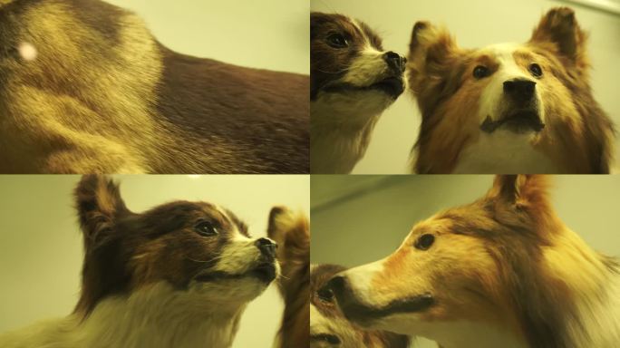 【镜头合集】个品种宠物狗标本模型小(2)