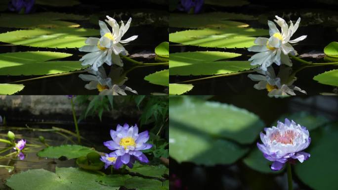 【镜头合集】摇曳的莲花荷花夏+摇曳的莲1