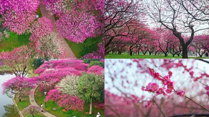 橘子洲梅园 梅园 梅花 梅