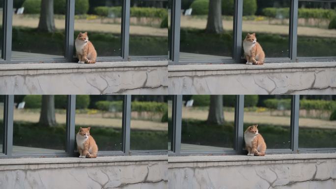 猫咪 小猫 猫猫 视频 空镜 空镜头