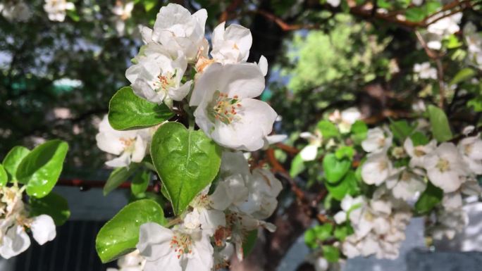 阳光下的苹果花