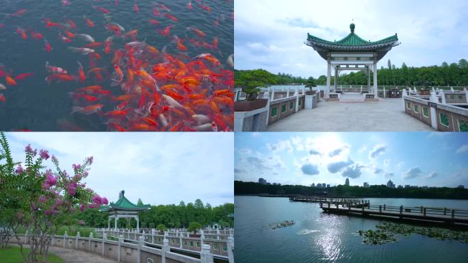 武汉东湖风景区碧潭观鱼景点4K视频合集
