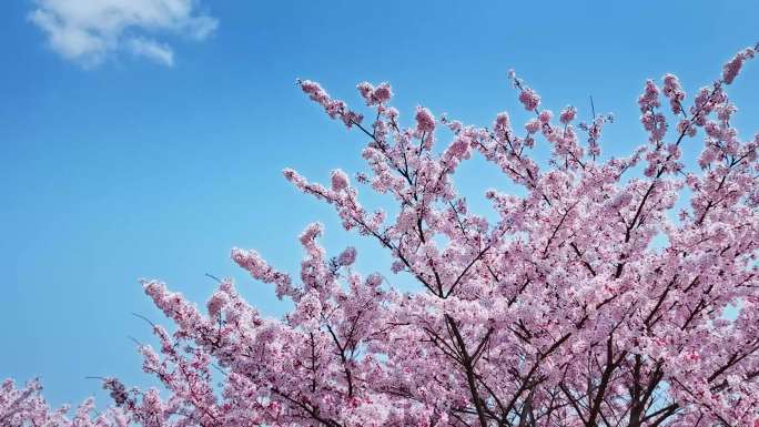 樱花青岛春天西海岸樱花