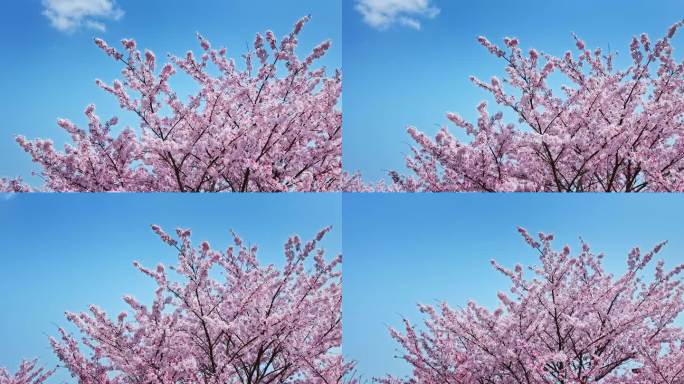 樱花青岛春天西海岸樱花