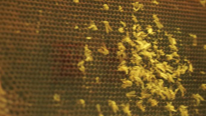 【镜头合集】蜂窝蜂巢蜜蜂养蜂胡峰马蜂巢穴