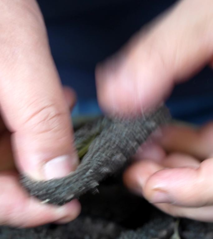 竖版传统非遗工艺淡干野生海参泡发过程素材
