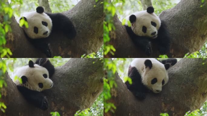 春天野外树上的大熊猫睡觉