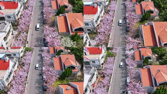 青岛春天西海岸樱花