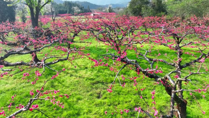 桃花