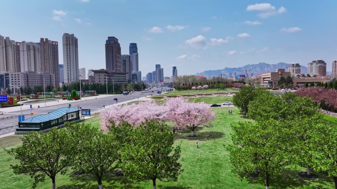 樱花青岛春天西海岸樱花