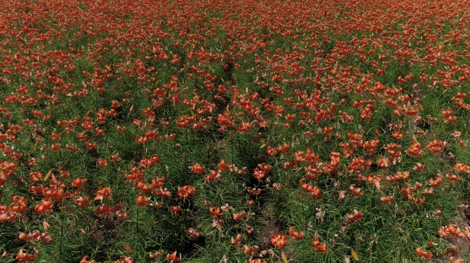 兰州百合花田