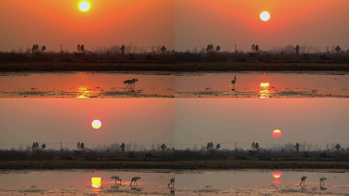 日落过程与白鹤