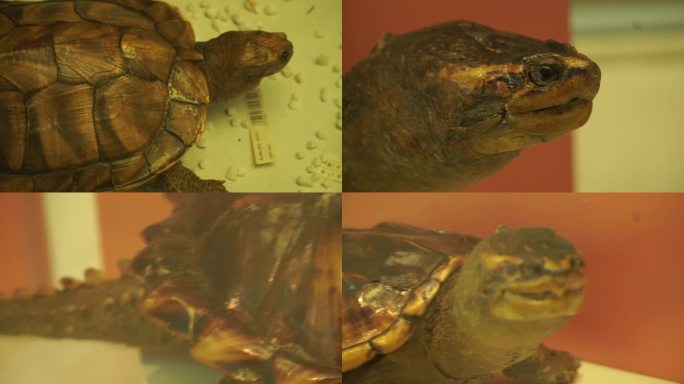 【镜头合集】海龟陆龟乌龟玳瑁甲壳爬(3)
