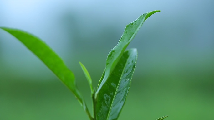 陇南 茶山采茶女