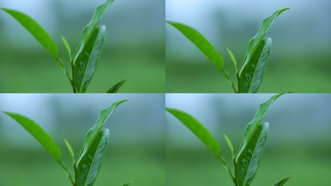 陇南 茶山采茶女