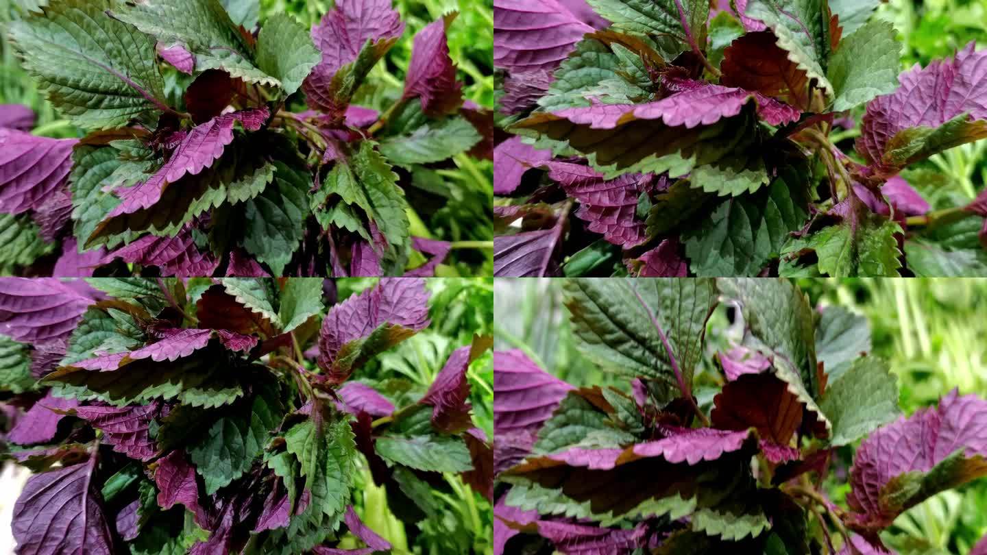 紫苏-香料-植物合集