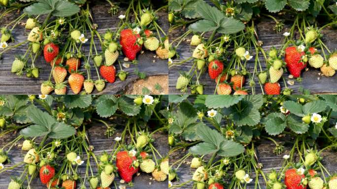 草莓种植园里摘草莓