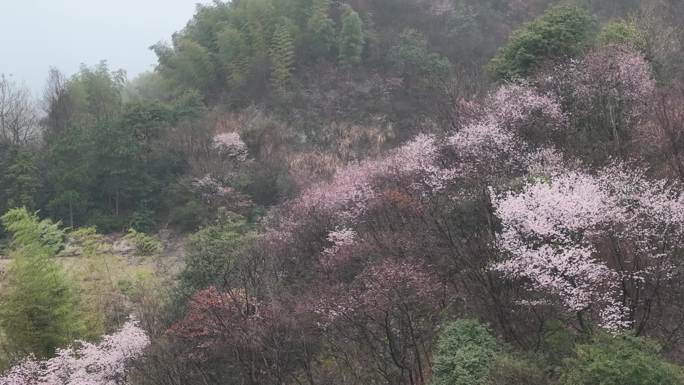 江南浙江山林早春春天野樱花野花盛开航拍