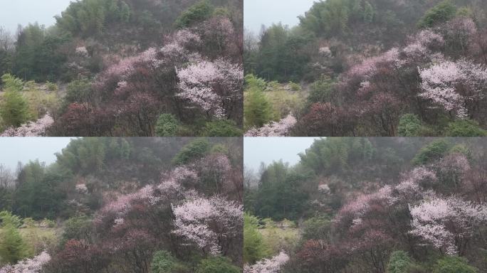 江南浙江山林早春春天野樱花野花盛开航拍