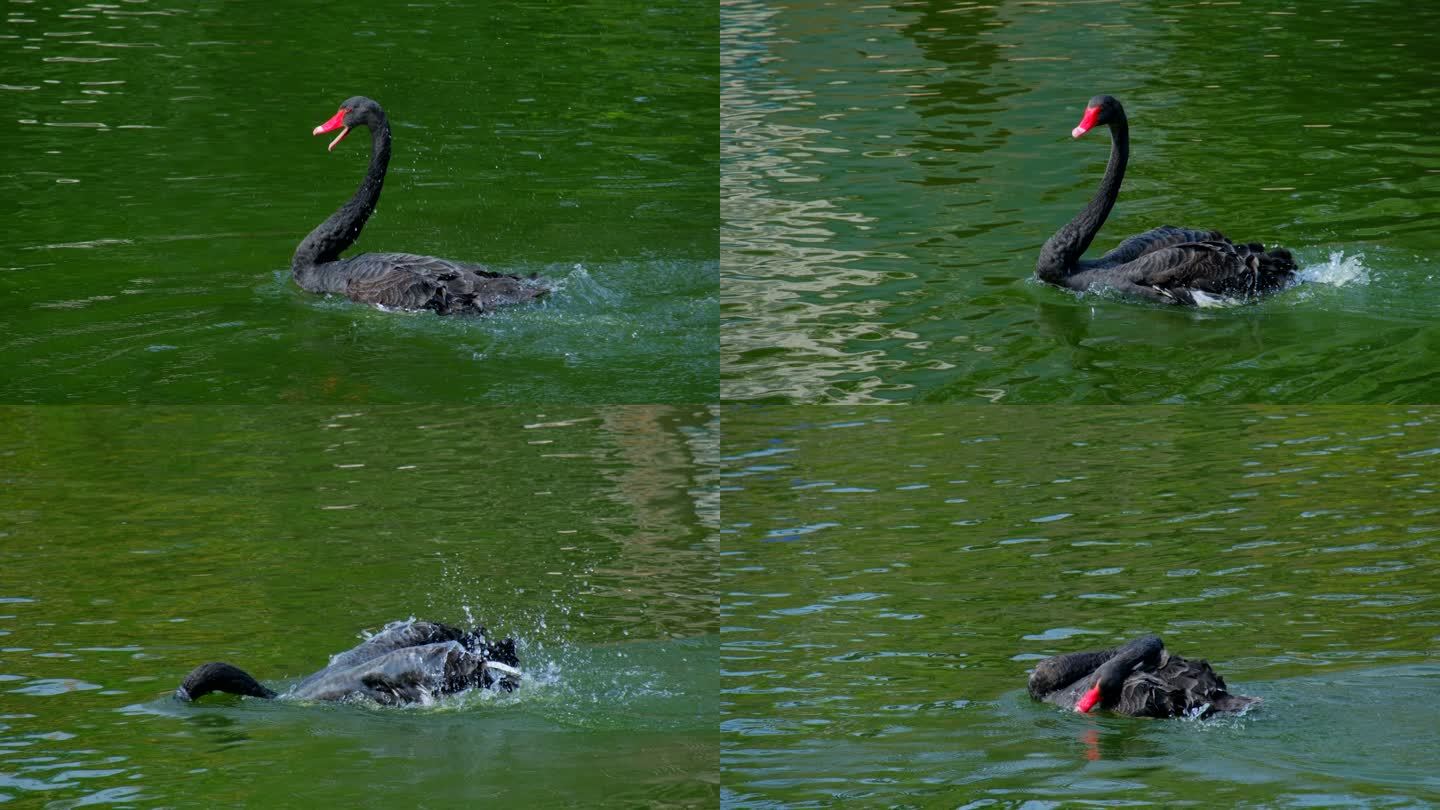 公园池塘黑天鹅拍打翅膀戏水洗澡