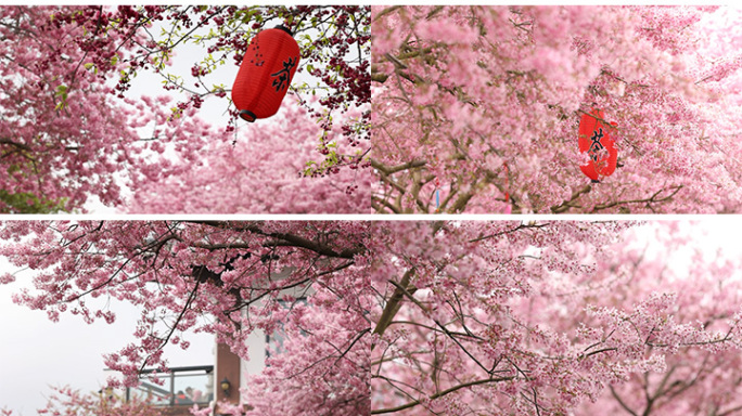 春天风景 粉红色樱花盛开 唯美空镜