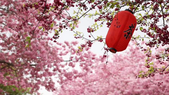 春天风景 粉红色樱花盛开 唯美空镜