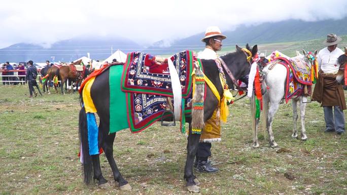 高原马 西藏马 马匹 骑马木马 马术