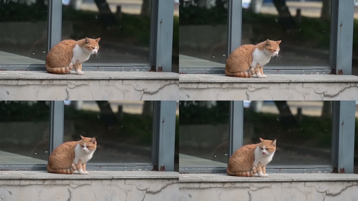 猫咪 小猫 猫猫 视频 空镜 空镜头