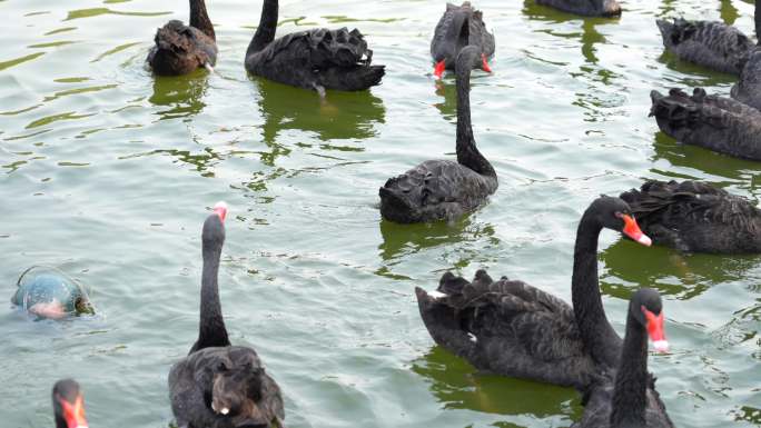 4K湖泊成群水中黑天鹅