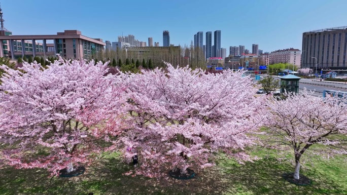 樱花青岛春天西海岸樱花