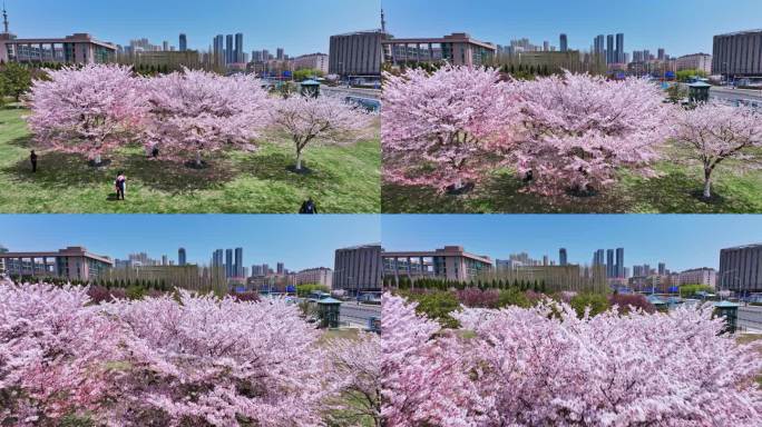 樱花青岛春天西海岸樱花