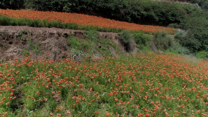 兰州百合花田