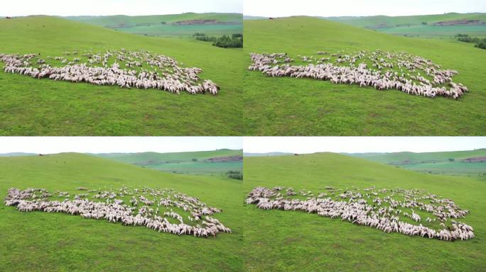 羊群