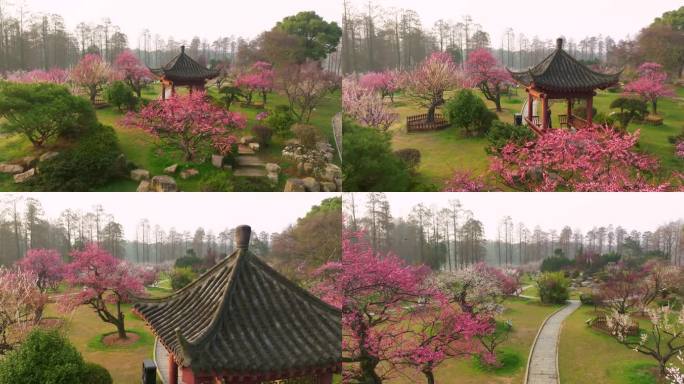 武汉东湖梅园春季梅花盛开