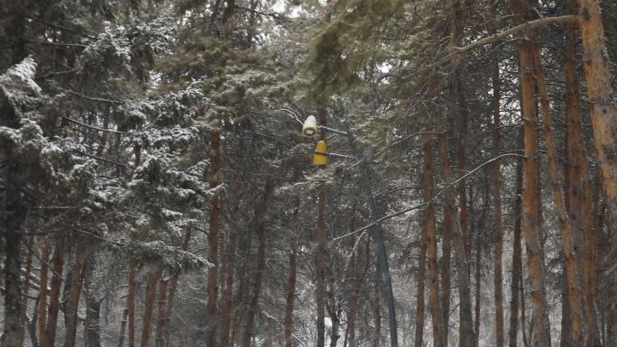 松树飘雪雪景