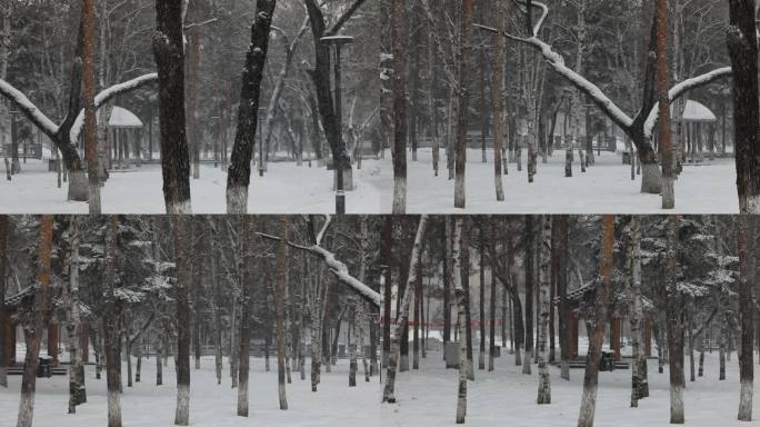 松树飘雪雪景