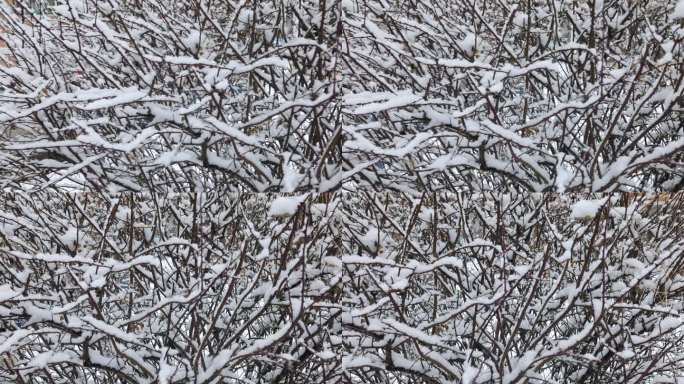 覆盖积雪的树挂