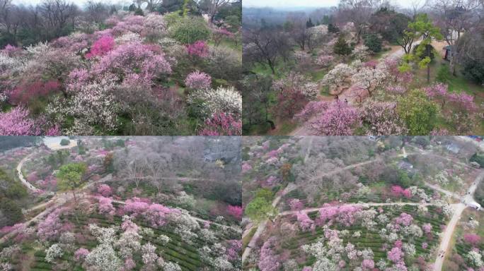 航拍南京梅花山